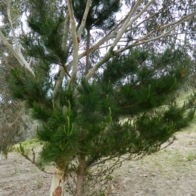 Pinus radiata (Monterey or Radiata Pine) at Fadden, ACT - 8 Oct 2015 by RyuCallaway