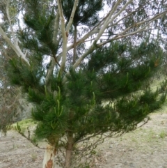 Pinus radiata (Monterey or Radiata Pine) at Wanniassa Hill - 8 Oct 2015 by RyuCallaway