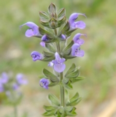 Salvia verbenaca var. verbenaca (Wild Sage) at Fadden, ACT - 9 Oct 2015 by ArcherCallaway