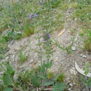 Salvia verbenaca var. verbenaca at Fadden, ACT - 9 Oct 2015 08:27 AM