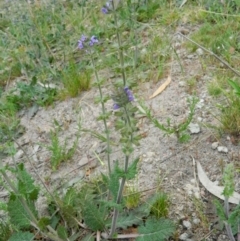 Salvia verbenaca var. verbenaca at Fadden, ACT - 9 Oct 2015