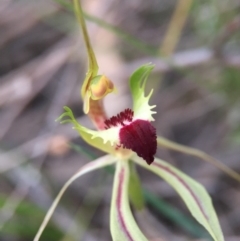Caladenia atrovespa (Green-comb Spider Orchid) at Black Mountain - 9 Oct 2015 by JasonC