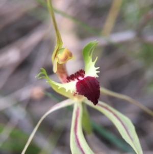 Caladenia atrovespa at Canberra Central, ACT - 9 Oct 2015