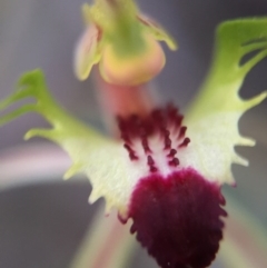 Caladenia atrovespa at Canberra Central, ACT - 9 Oct 2015