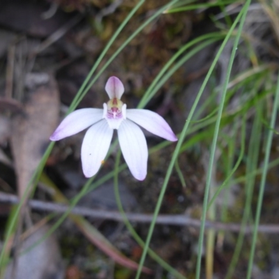 Caladenia fuscata (Dusky Fingers) at Black Mountain - 8 Oct 2015 by RobynHall