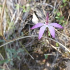 Caladenia fuscata at Canberra Central, ACT - 9 Oct 2015