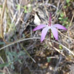 Caladenia fuscata at Canberra Central, ACT - 9 Oct 2015