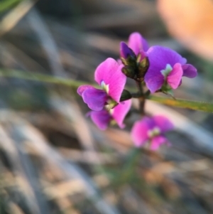 Glycine clandestina at Canberra Central, ACT - 9 Oct 2015