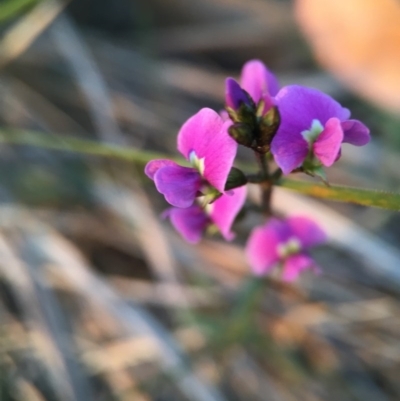 Glycine clandestina (Twining Glycine) at Black Mountain - 9 Oct 2015 by JasonC