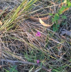 Glycine clandestina at Canberra Central, ACT - 9 Oct 2015