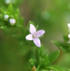 Sherardia arvensis (Field Madder) at Black Mountain - 9 Oct 2015 by JasonC