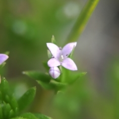 Sherardia arvensis at Canberra Central, ACT - 9 Oct 2015