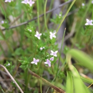 Sherardia arvensis at Canberra Central, ACT - 9 Oct 2015