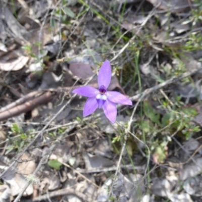 Glossodia major (Wax Lip Orchid) at Canberra Central, ACT - 9 Oct 2015 by RobynHall