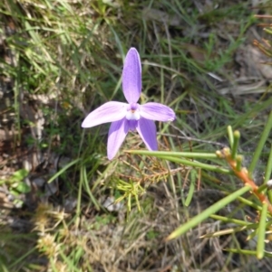 Glossodia major at Canberra Central, ACT - 9 Oct 2015