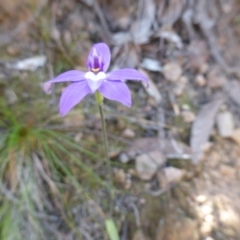 Glossodia major at Canberra Central, ACT - suppressed