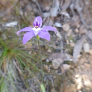 Glossodia major at Canberra Central, ACT - suppressed