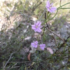 Thysanotus patersonii (Twining Fringe Lily) at Canberra Central, ACT - 9 Oct 2015 by RobynHall