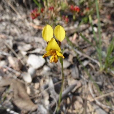 Diuris nigromontana (Black Mountain Leopard Orchid) at Canberra Central, ACT - 9 Oct 2015 by RobynHall