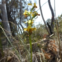 Diuris nigromontana at Canberra Central, ACT - suppressed