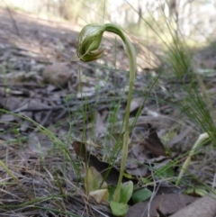 Pterostylis nutans (Nodding Greenhood) at Canberra Central, ACT - 9 Oct 2015 by RobynHall