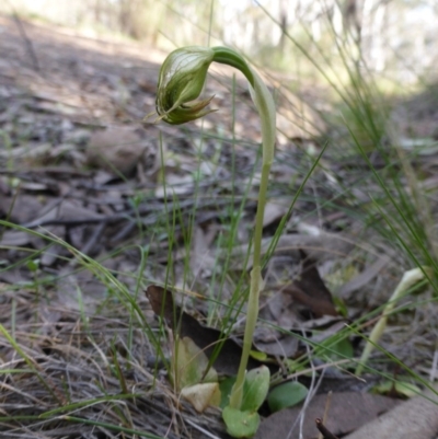 Pterostylis nutans (Nodding Greenhood) at Canberra Central, ACT - 9 Oct 2015 by RobynHall