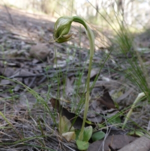 Pterostylis nutans at Canberra Central, ACT - 9 Oct 2015