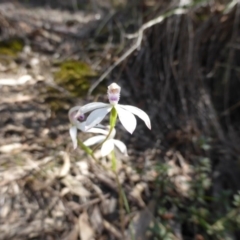 Caladenia ustulata (Brown Caps) at Black Mountain - 8 Oct 2015 by RobynHall