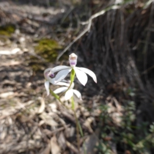 Caladenia ustulata at Canberra Central, ACT - 9 Oct 2015