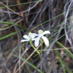 Caladenia ustulata at Canberra Central, ACT - suppressed