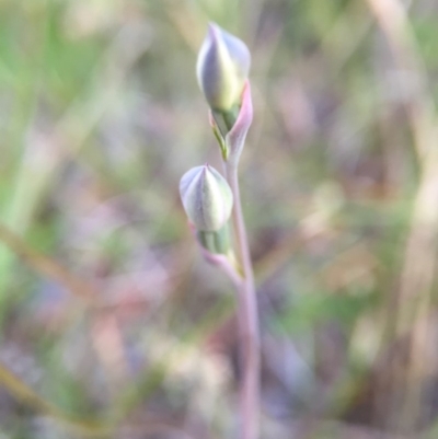 Thelymitra (Genus) (Sun Orchid) at Canberra Central, ACT - 9 Oct 2015 by JasonC