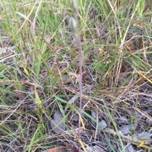 Thelymitra sp. at Canberra Central, ACT - 9 Oct 2015