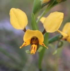 Diuris nigromontana (Black Mountain Leopard Orchid) at Black Mountain - 9 Oct 2015 by JasonC