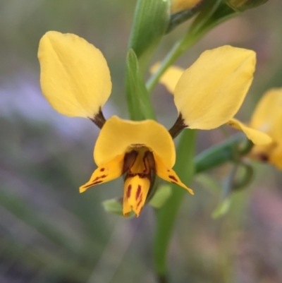 Diuris nigromontana (Black Mountain Leopard Orchid) at Black Mountain - 9 Oct 2015 by JasonC