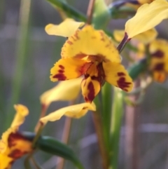 Diuris nigromontana (Black Mountain Leopard Orchid) at Black Mountain - 9 Oct 2015 by JasonC