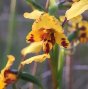 Diuris nigromontana at Canberra Central, ACT - suppressed