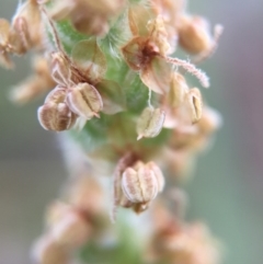 Plantago varia (Native Plaintain) at Canberra Central, ACT - 9 Oct 2015 by JasonC