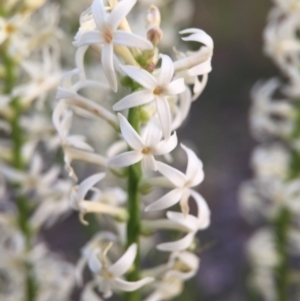 Stackhousia monogyna at Canberra Central, ACT - 9 Oct 2015