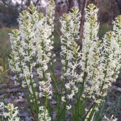 Stackhousia monogyna at Canberra Central, ACT - 9 Oct 2015