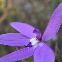 Glossodia major (Wax Lip Orchid) at Black Mountain - 9 Oct 2015 by JasonC