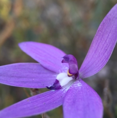 Glossodia major (Wax Lip Orchid) at Black Mountain - 9 Oct 2015 by JasonC