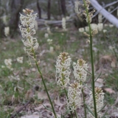 Stackhousia monogyna (Creamy Candles) at Tennent, ACT - 5 Oct 2015 by MichaelBedingfield