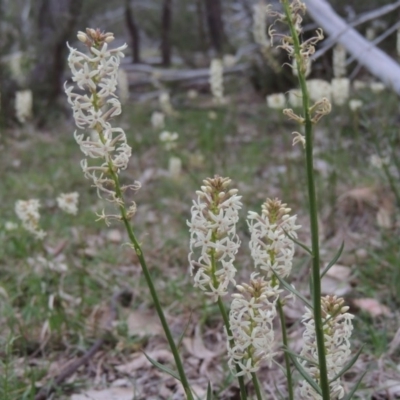 Stackhousia monogyna (Creamy Candles) at Namadgi National Park - 5 Oct 2015 by michaelb