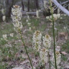 Stackhousia monogyna (Creamy Candles) at Tennent, ACT - 5 Oct 2015 by michaelb