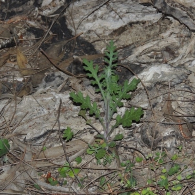 Senecio bathurstianus (Rough Fireweed) at Namadgi National Park - 5 Oct 2015 by michaelb
