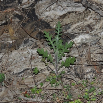 Senecio bathurstianus (Rough Fireweed) at Tennent, ACT - 5 Oct 2015 by MichaelBedingfield