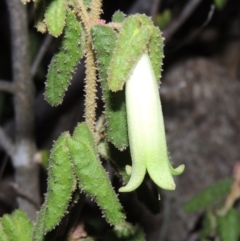 Correa reflexa var. reflexa (Common Correa, Native Fuchsia) at Paddys River, ACT - 31 Mar 2015 by MichaelBedingfield