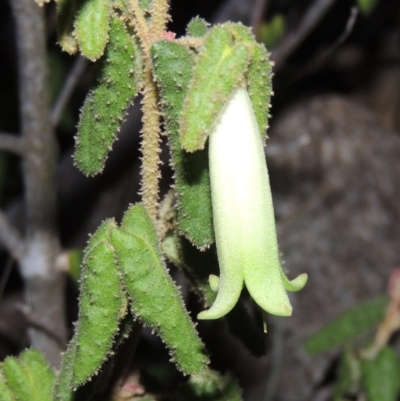Correa reflexa var. reflexa (Common Correa, Native Fuchsia) at Paddys River, ACT - 31 Mar 2015 by MichaelBedingfield
