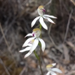 Caladenia moschata (Musky Caps) at Aranda Bushland - 10 Oct 2015 by MattM