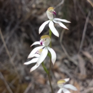 Caladenia moschata at Aranda, ACT - suppressed